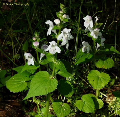 {Synandra hispidula}